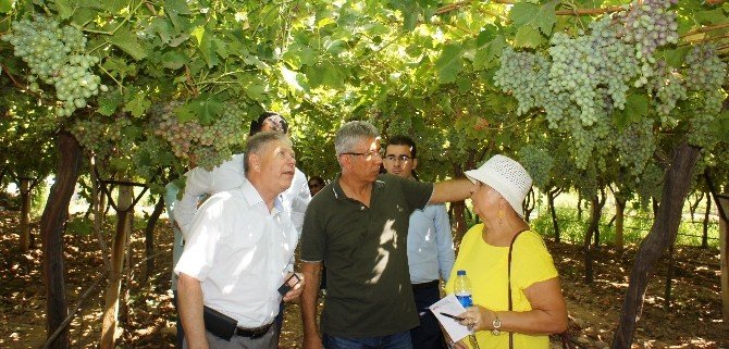 Rusya Heyetinden Üzüm Bağlarında İnceleme