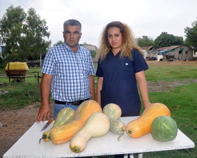 Hayvan Yemine Milli Çözüm: Kabak