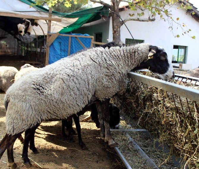 Adeta Kuzu Fabrikası Olan Bu Koyunlar Kurbanlık Fiyatlarını Düşürecek