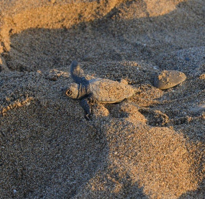Caretta Carettalara ’Ohal’ Koruması