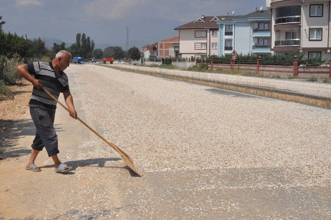Ay Çekirdeği Hasadı Başladı