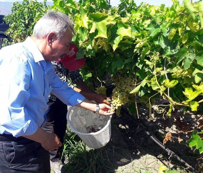 Chp’nin Çiftçi Milletvekili Nurlu’dan ’Üzüm’ Uyarısı
