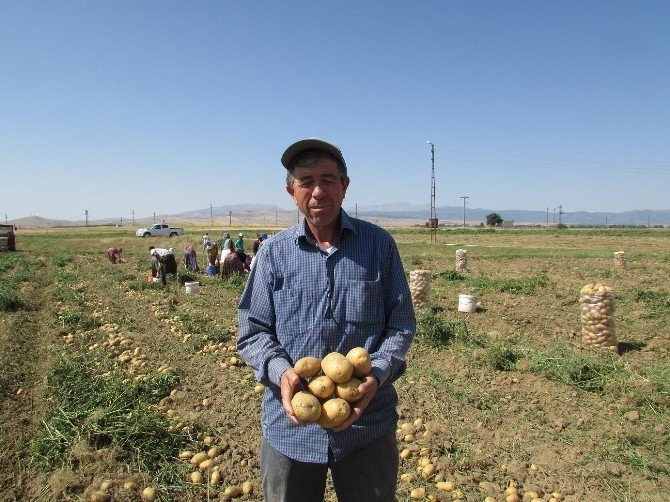 Sandıklı’da Patates Hasadı Sıkıntılı Başladı