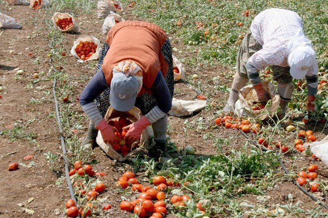 Salçalık Domatesi Hastalık Vurdu