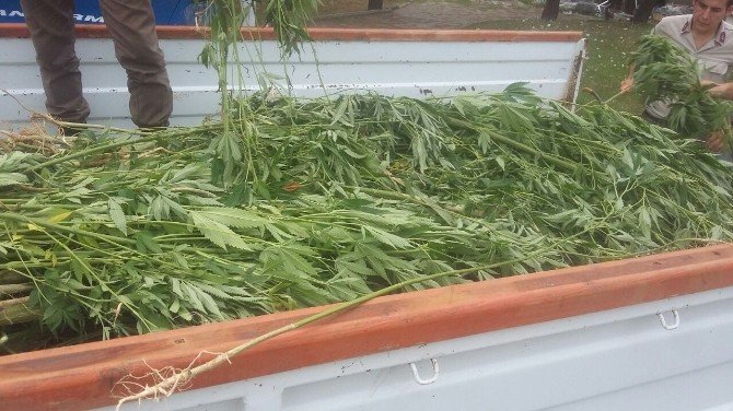 Bafra’da 385 Kök Dişi Hint Keneviri Ele Geçirildi