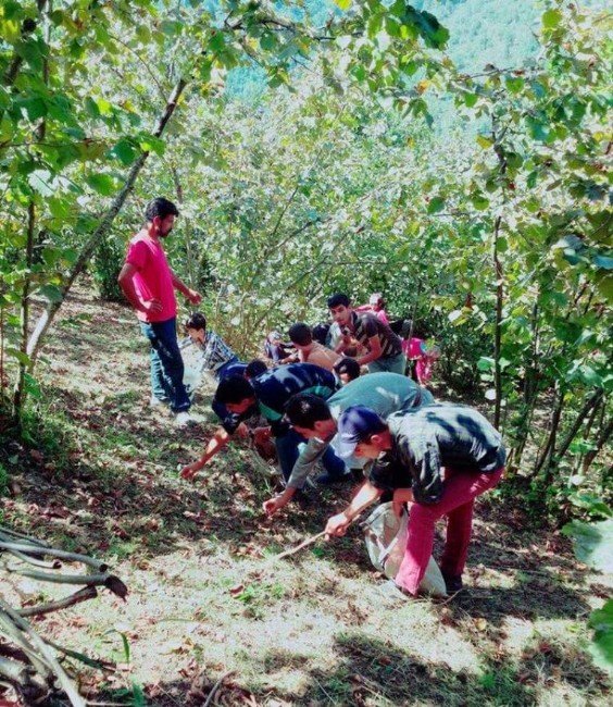 Batmanlı 5 Bin Genç Karadeniz’de Fındık Topluyor