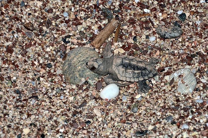 Marmaris’te Yavru Caretta Carettalar Denizle Buluştu