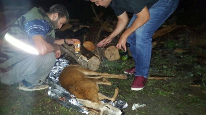 Artvin’de Yaralı Karacaya Polis Şefkati