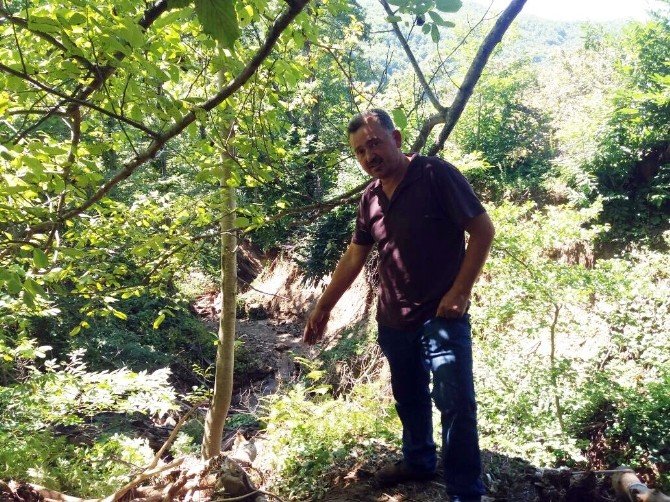 Cide’de Sel, Fındık Üreticilerini Ve Arı Yetiştiricilerini Olumsuz Etkiledi