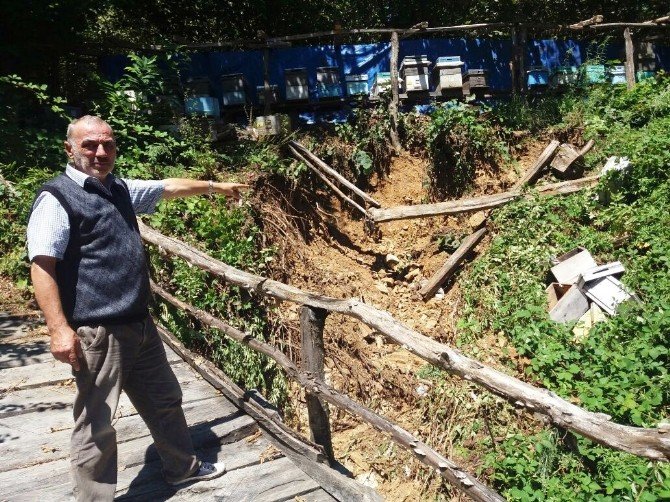 Cide’de Sel, Fındık Üreticilerini Ve Arı Yetiştiricilerini Olumsuz Etkiledi