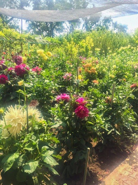 Meram En Güzel Bahçesini Seçti