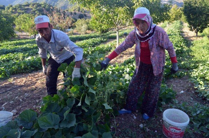 Selendi’nin Yeşil Altını: ’Kornişon’