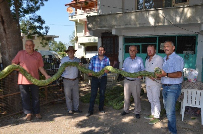 Bafralı Tütün Üreticileri Destek Bekliyor