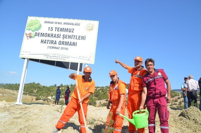 Tosya’da “15 Temmuz Demokrasi Şehitleri Hatıra Ormanı” Kuruldu