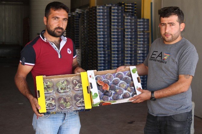 Kara Elmas Depolarda Çürüyor