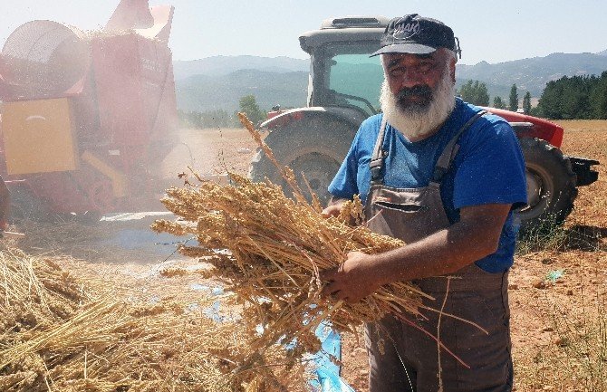 Ovacık’ta Kinoa Hasadı