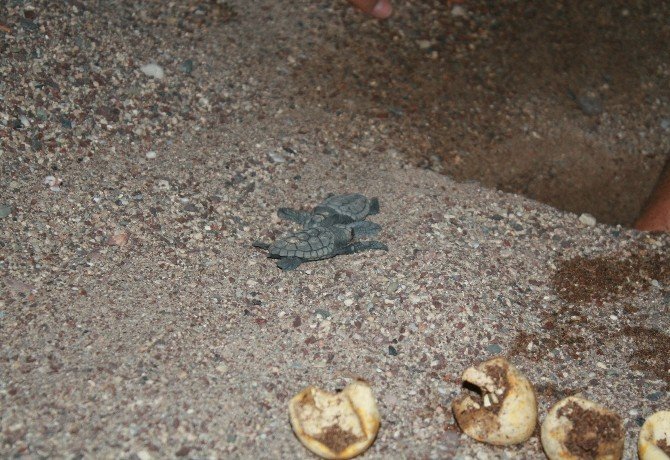 Marmaris’te Caretta Nöbeti Sona Erdi