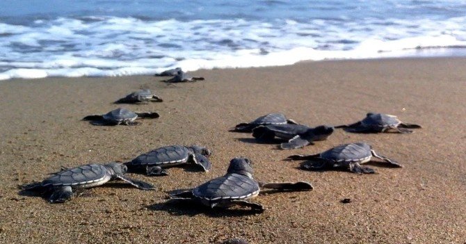 Yeşil Deniz Kaplumbağalarından Dolayı Dünyanın Gözü Kazanlı’da
