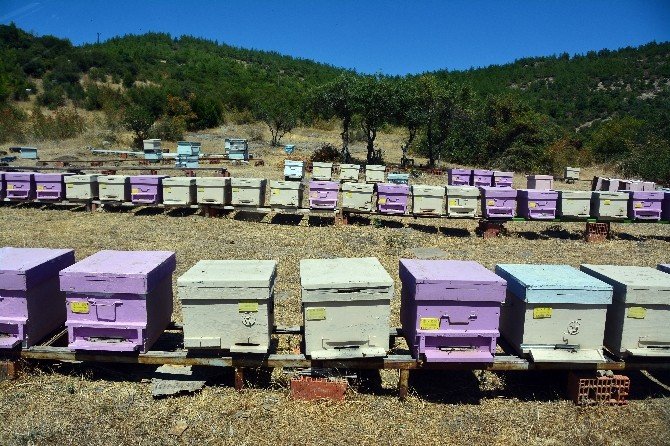 Balıkesir Ormanlarından Bal Akıyor