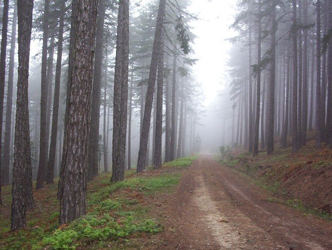 Dursunbey Ormanları Kanser Hastaları İçin Şifa Kaynağı