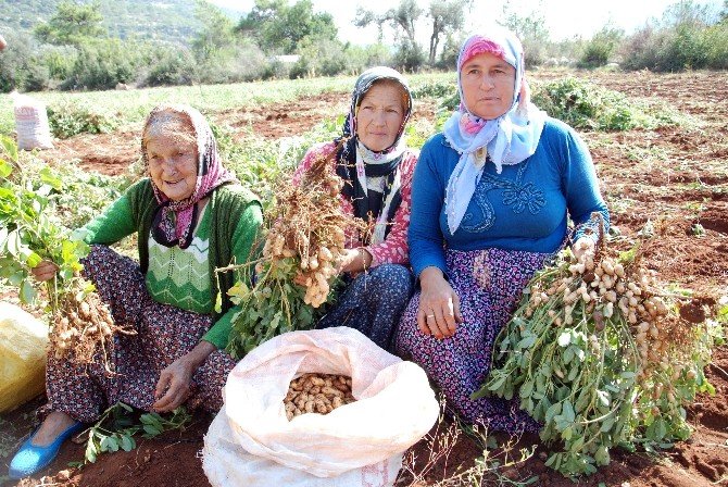 Taze Yer Fıstığının Kilosu 6 Liradan Satılıyor