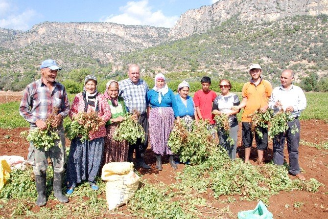 Taze Yer Fıstığının Kilosu 6 Liradan Satılıyor