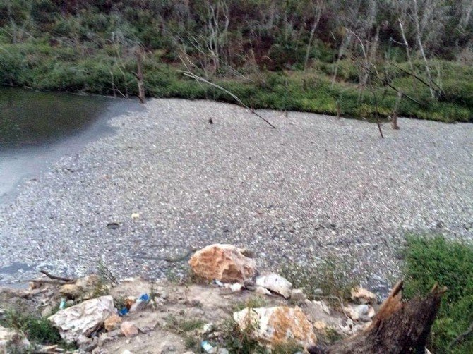 Mengen’in Gökçesu Beldesinde Binlerce Balık Telef Oldu