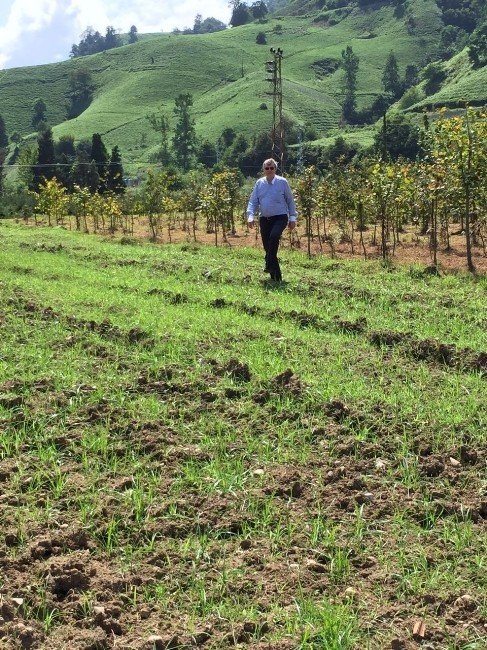 Tıbbı Ve Aromatik Bitkilerin Gen Haritası Oluşturuluyor