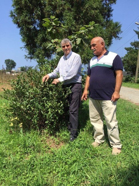 Tıbbı Ve Aromatik Bitkilerin Gen Haritası Oluşturuluyor