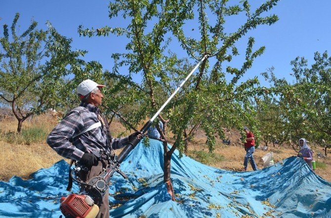 Badem Hasadı Başladı