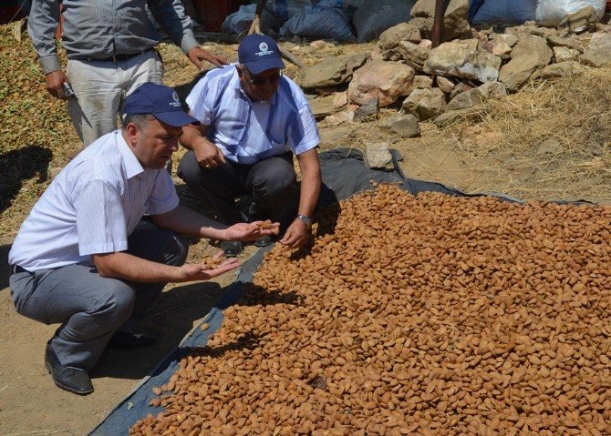 Badem Hasadı Başladı