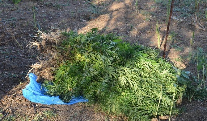 Bolu’da Jandarmadan Uyuşturucu Ve Kaçak Sigara Operasyonu