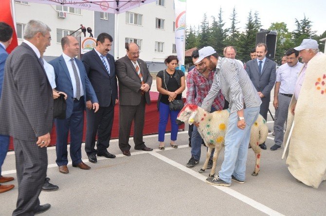 Çorum’da Yetiştiricilere 172 Adet Damızlık Koç Ve Teke Dağıtıldı