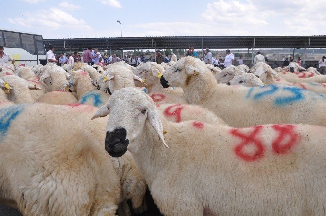 Çorum’da Yetiştiricilere 172 Adet Damızlık Koç Ve Teke Dağıtıldı