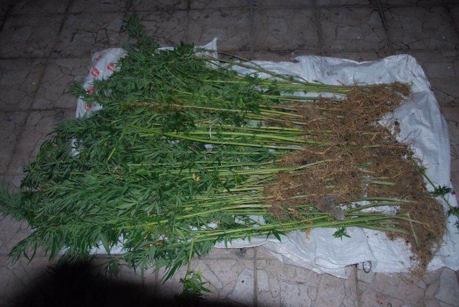 Evinin Terasında Uyuşturucu Yetiştiren Şahıs Adliyeye Çıkarıldı