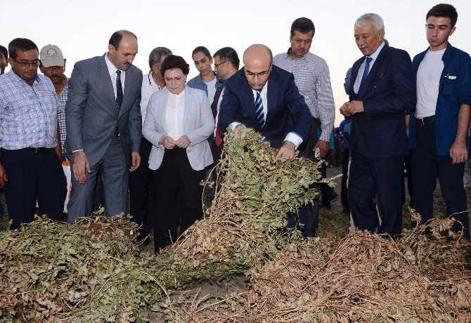 Adana’da Yer Fıstığı Hasat Şenliği