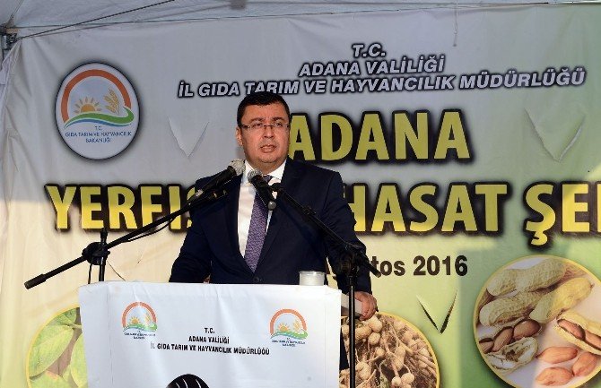 Adana’da Yer Fıstığı Hasat Şenliği