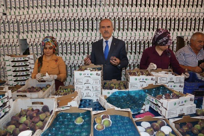 İlk Siyah İncir İhracatı Almanya’ya