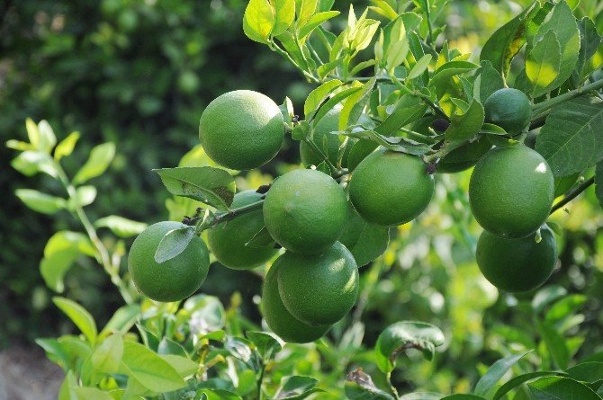 Limon Diyarında Hasat 1 Lira 20 Kuruşla Başladı