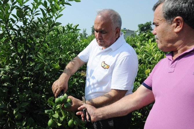 Limon Diyarında Hasat 1 Lira 20 Kuruşla Başladı