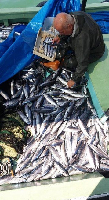 Karadeniz Palamut Kaynıyor
