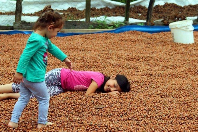 Üreticinin Harmanda Fındık Nöbeti