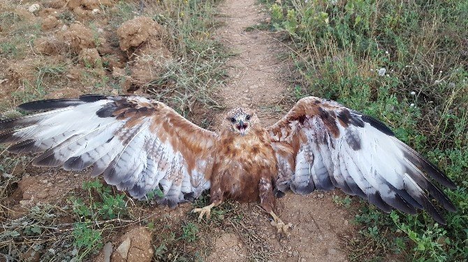 Kelkit’te Yaralı Kartal Bulundu