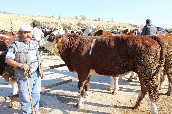 Nevşehir’de Büyükbaş Kurbanlıklar Pazara İndi