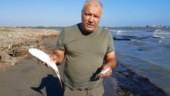 Seyhan Nehri’ndeki Kirlilik, Balık Ölümlerine Yol Açtı