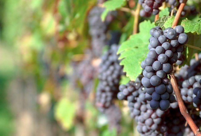 Bu Meyveler Kalp-damar Sağlığını Koruyor, Hücreleri Yeniliyor