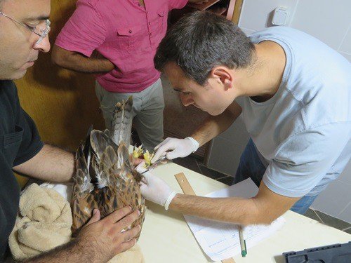 Yaralı Kızıl Şahin, Tedavi Edilerek Doğaya Bırakıldı