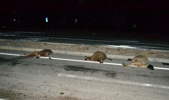 Otomobil Koyun Sürüsüne Çarptı