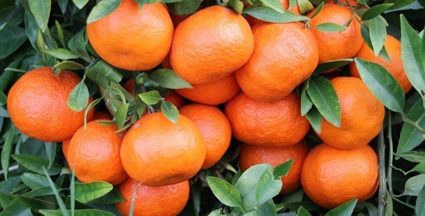 Turunçgil Üreticisinin Gözü Kulağı Rusya’da