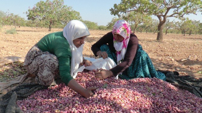 Antep Fıstığı Üreticiyi Ve Tüccarı Hayal Kırıklığına Uğrattı